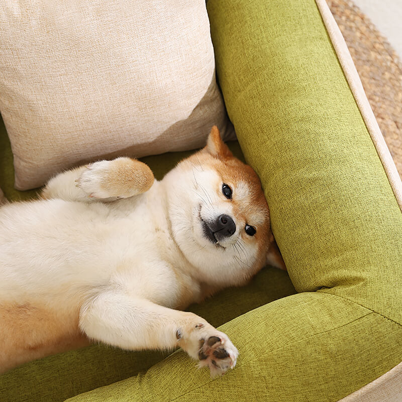 Golden Retriever sleeping on Kovapet washable dog bed